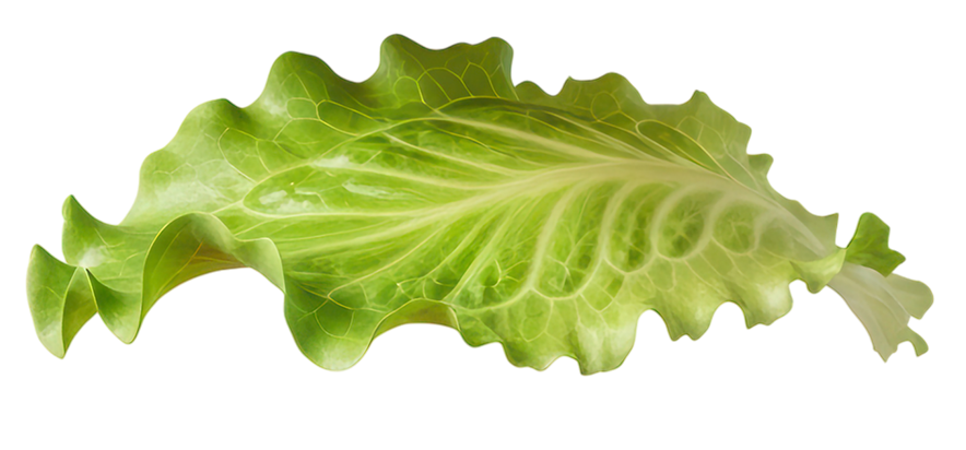 lettuce-1